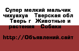 Супер-мелкий мальчик чихуахуа - Тверская обл., Тверь г. Животные и растения » Собаки   